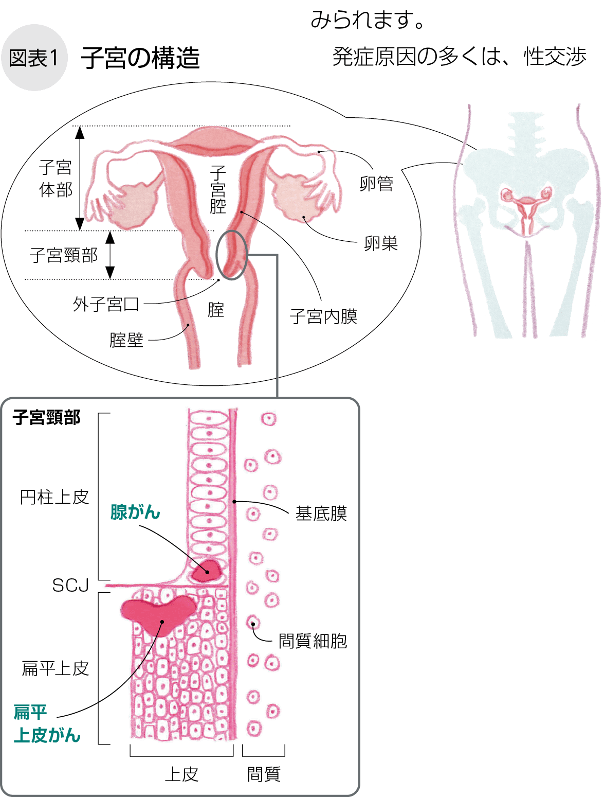 子宮の構造